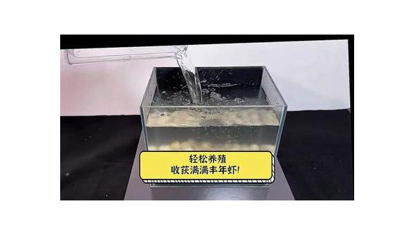 金波子卵孵化失败？揭秘水质和水温的关键影响