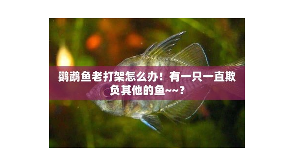 迷你鹦鹉鱼为何如此爱打架?揭秘背后的惊人真相